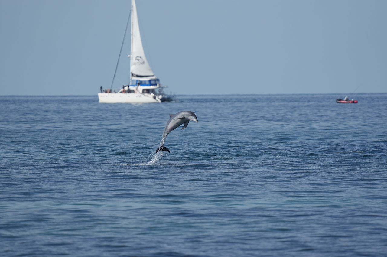 돌고래 에코투어